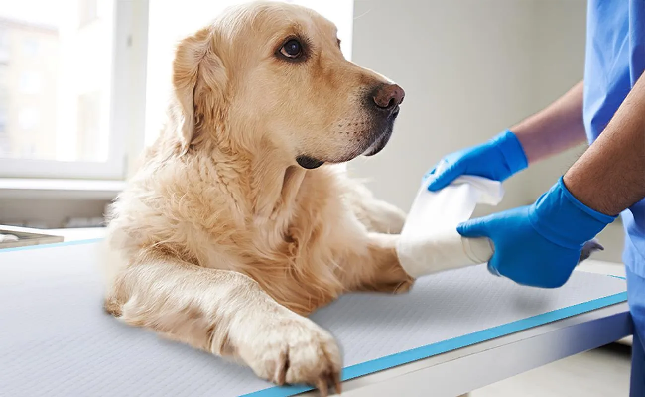 Puppy Training Toilet Pads - 100/150/200/400/600 Pack